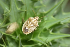 Trichopepla