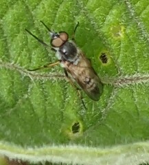 Ozodiceromyia nigrimana