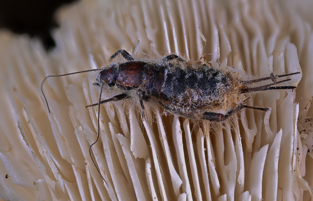 Hoplosphyrum aztecum