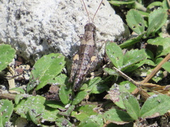Melanoplus puer