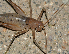 Petropedes santarosae