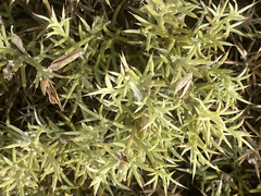 Ulex erinaceus