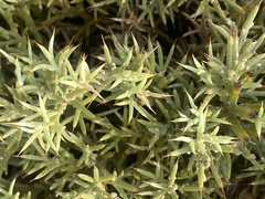 Ulex erinaceus