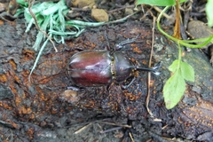 Trypoxylus dichotomus tsunobosonis