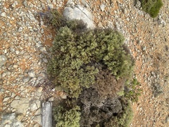 Ulex erinaceus