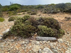 Ulex erinaceus