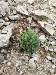 Artemisia globularia