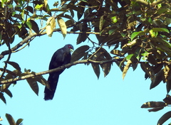 Phaenicophaeus diardi