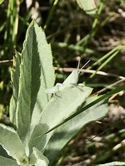 Hypochlora alba