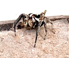 Plexippus paykulli