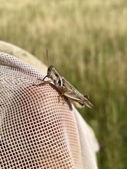 Melanoplus angustipennis