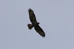 Buteo buteo buteo