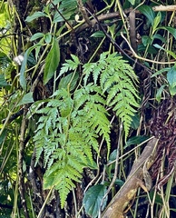 Davallia solida