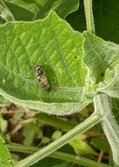 Ozodiceromyia nigrimana