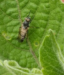 Ozodiceromyia nigrimana