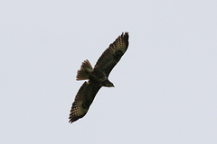 Buteo buteo buteo