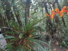Guzmania multiflora