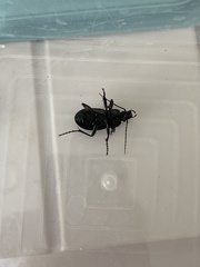 Carabus vladimirskyi