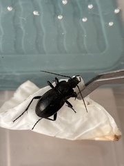 Carabus vladimirskyi