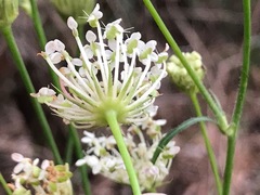 Trachymene composita composita