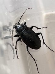 Carabus vladimirskyi
