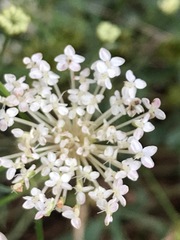 Trachymene composita composita