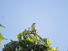 Crithagra reichenowi