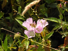 Sidalcea calycosa rhizomata