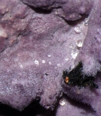 Byssomerulius psittacinus