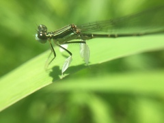 Platycnemis phyllopoda