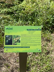 Crossostylis biflora