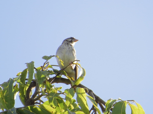 Reichenow's Seedeater (Crithagra reichenowi), photo 6