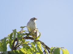 Crithagra reichenowi