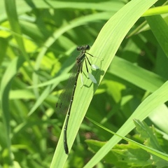 Platycnemis phyllopoda
