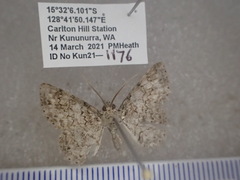 Epipristis oxyodonta