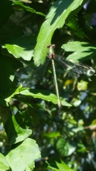 Chalcolestes viridis