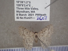 Epipristis oxyodonta