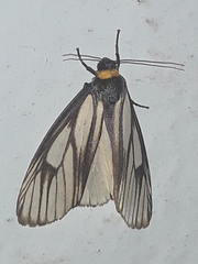 Macrobrochis prasena