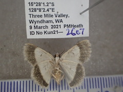 Epipristis oxyodonta