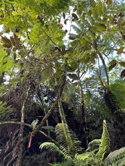 Alsophila tahitensis