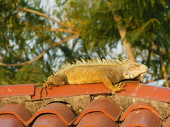 Iguana iguana