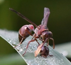 Ropalidia hongkongensis