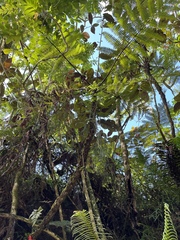 Alsophila tahitensis