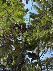Alsophila tahitensis