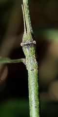 Ramulus rotundus