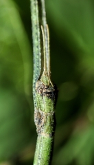 Ramulus rotundus