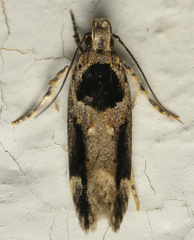 Pseudochelaria walsinghami