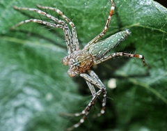 Hamadruas sikkimensis