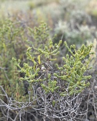 Tecticornia triandra