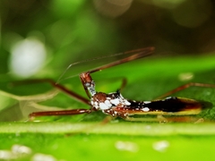 Epidaus famulus